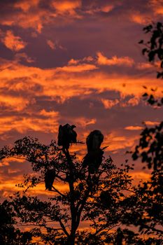 Griffon vulture on the lookout in a tree during sunset in Kruger National Park South Africa
