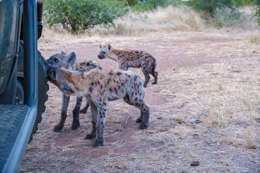 young hyena in Kruger national park South Africa, Hyena family in South Africa