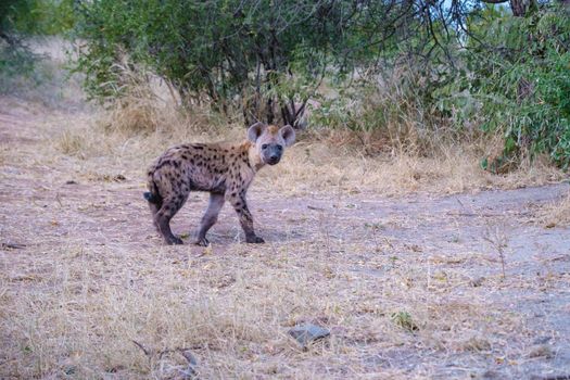 young hyena in Kruger national park South Africa, Hyena family in South Africa