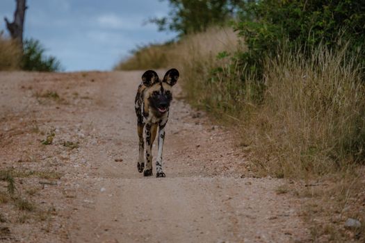 Wild dog at the The Klaserie Private Nature Reserve part of the Kruger national park in South Africa