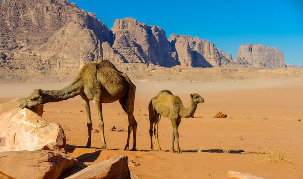 Camels in the Wadi Rum desert in Jordan