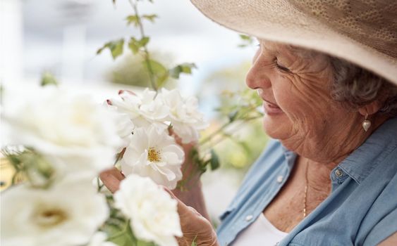 This lady of the flowers. Shot of an elderly woman looking at white garden roses in her backyard.