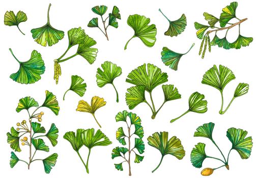 Watercolor botanical illustration of lGinkgo biloba leaf. Element for design of invitations, movie posters, logo