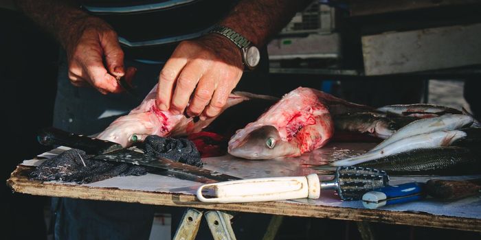 Fishmonger skinning dogfish at a Mediterranean fish market