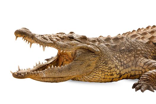 Crocodile head