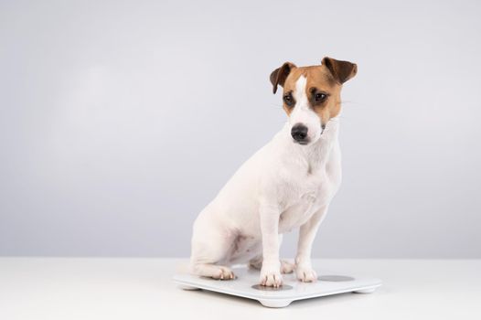 Dog jack russell terrier stands on the scales on a white background.