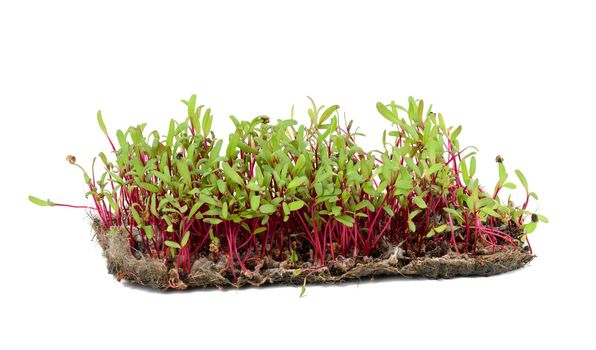 Red beetroot, fresh sprouts and young leaves front view on a white background. Vegetable, herbal and microgreen.