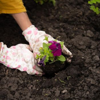 A closeup of hands of a young gardener with a seedling in a peat pot.