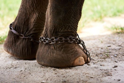 Im meant to be free. Closeup of an Asian elephant in captivity.