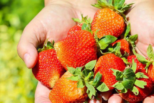 Big ripe red juicy fresh strawberries in hands. Gardening concept