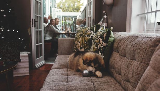 Shot of a carefree little puppy chewing on a christmas decoration while lying on a sofa while the owners have dinner in the background at home during christmas time
