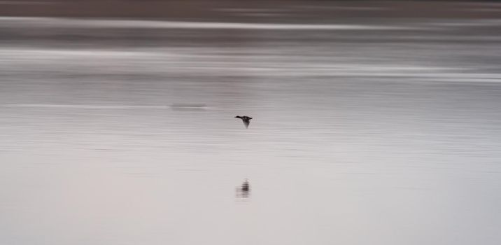 Blurred duck flying over the calm lake