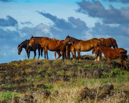 Profile of wild horses group on top of hill