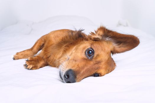 Beautiful cute brown long haired dachshund dog lying on the white bed