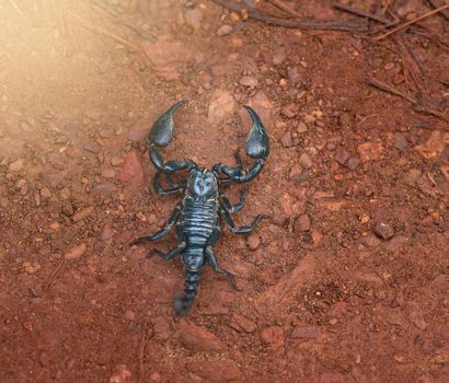 Approach with caution. High angle shot of a black scorpion in sandy terrain.