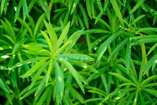 Background of a green plant like a cannabis, closeup