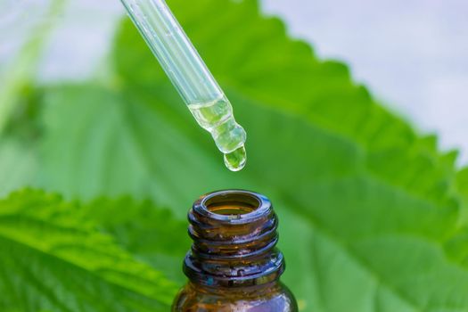 nettle tincture in a small bottle and fresh leaves isolated with shadows on a white background, medicinal herb for overweight,