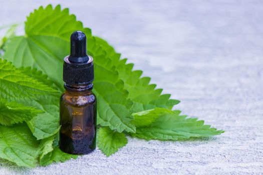 nettle tincture in a small bottle and fresh leaves isolated with shadows on a white background, medicinal herb for overweight,