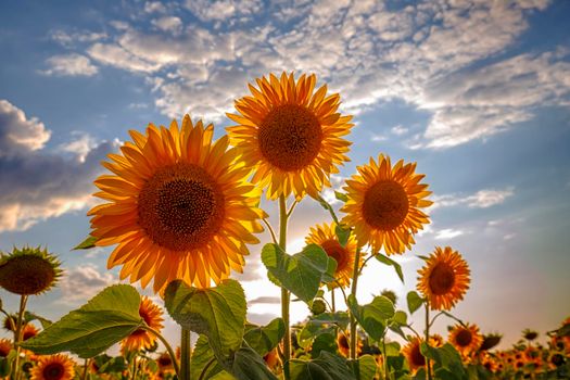 Sunflower flowers against the blue sky. Back light