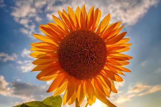 sunflower flower against the blue sky. Big sunflower close up.