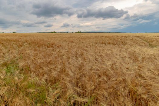 The stunning landscape of ripe barley and cloudy sky