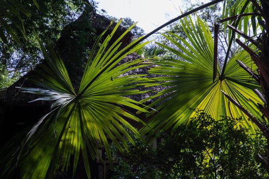 Beautiful background on Green sugar palm leaf in the morning sunlight. 