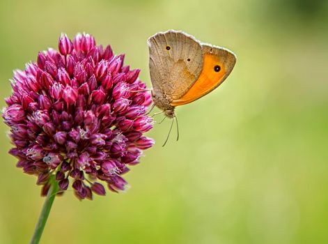 Colorful butterfly on a purple flower. Blurred background