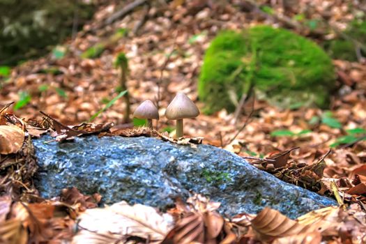 Two small mushrooms in the forest foliage. Blurred Background