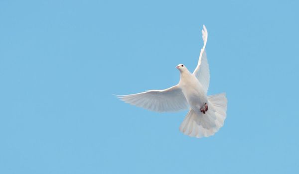 white dove of peace flies on the blue sky, sacred bird