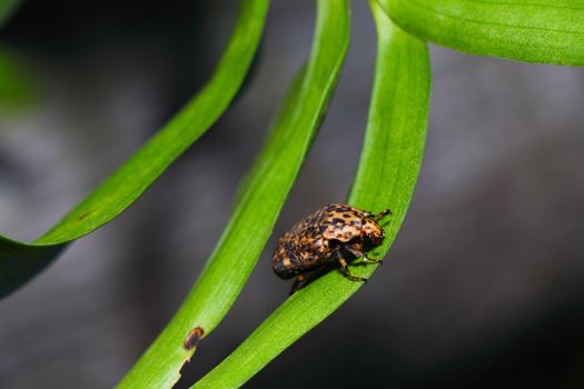 Marbled Fruit Chafer Beetle On Leaf (Porphyronota maculatissima)