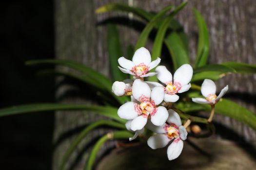 Small White Flowering Orchid On Palm Tree (Vanda sp.)