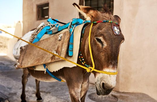 Shot of a hard working donkey carrying equipment on its back while walking down a street during the day.