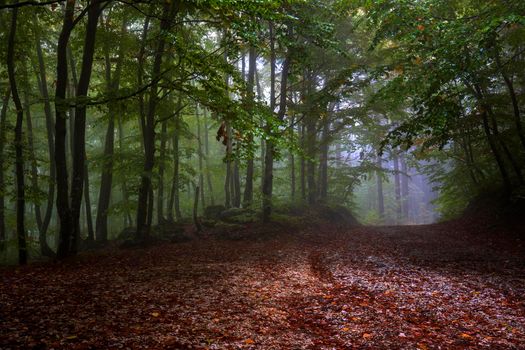 Magical foggy forest way with colorful leaves. Scenic foggy landscape