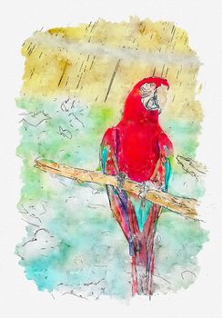Watercolor painting illustration of portrait of colorful parrot on white background