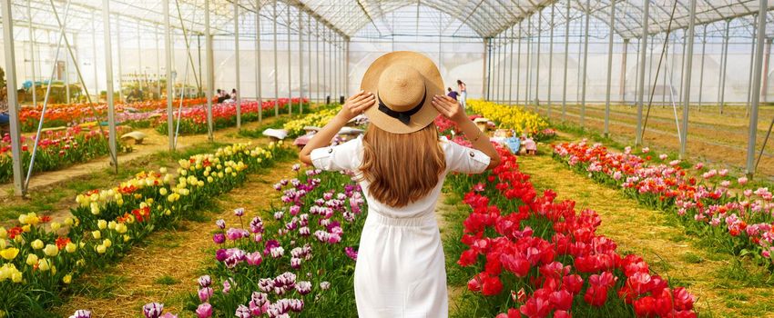 Girl walking between colorful tulips in greenhouse on spring time. Banner edition.