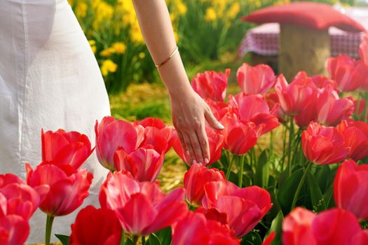 Young woman walking in spring field at sunset and touching red tulips with her hand