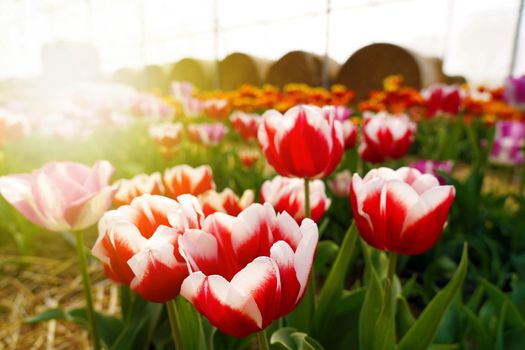Colorful tulips grow and bloom in fields on spring time