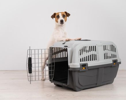 Jack Russell Terrier dog put his paws on a travel box