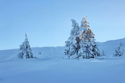 beautiful frozen trees covered with a lot of snow on the mountain hill
