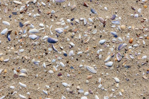 Natural sand surface with shell fragments for use as a background