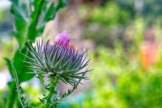 Wild-growing thistle on green blurred background. Onopordum acanthium (cotton thistle, Scotch thistle, or Scottish thistle)