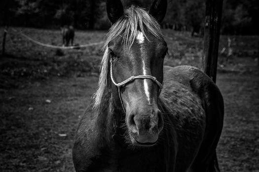 Beautiful black horse, close-up head. Elegant black and white portrait 