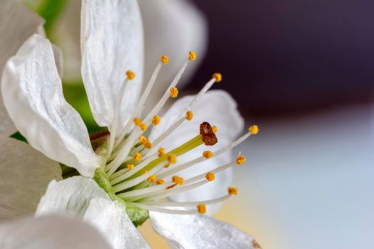 Detailed close view of blossom spring flower a blurred background