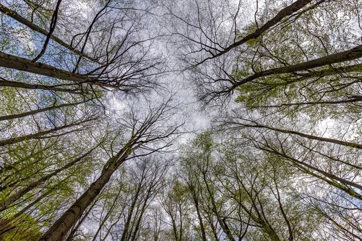 Tall trees in forest viewed from bottom to top