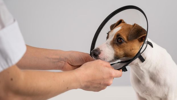 A veterinarian puts a plastic cone collar on a Jack Russell Terrier dog after a surgery.