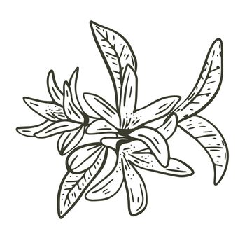 Lemon tree inflorescence hand drawn engraving vector illustration