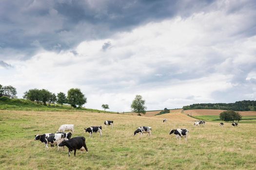 cloudy sky and black and white cows near treas in french ardennes near charleville in france