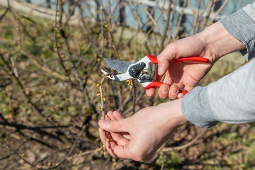 pruning branches with pruning shears. Selective focus