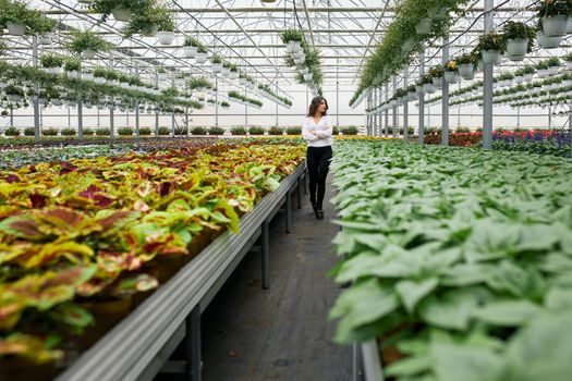 Female manager walking at greenhouse with various plants