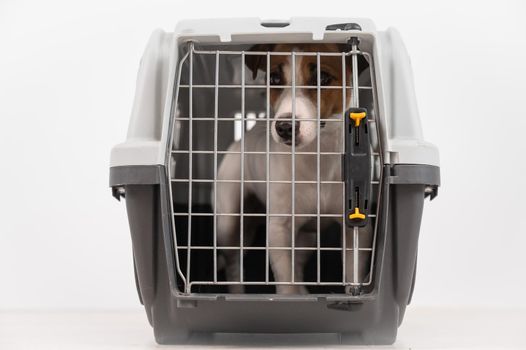 Jack Russell Terrier dog inside a cage for the safe transportation of pets. Travel box
